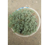 Седум грунтопокривний кімнатний Sedum dasyphyllum 